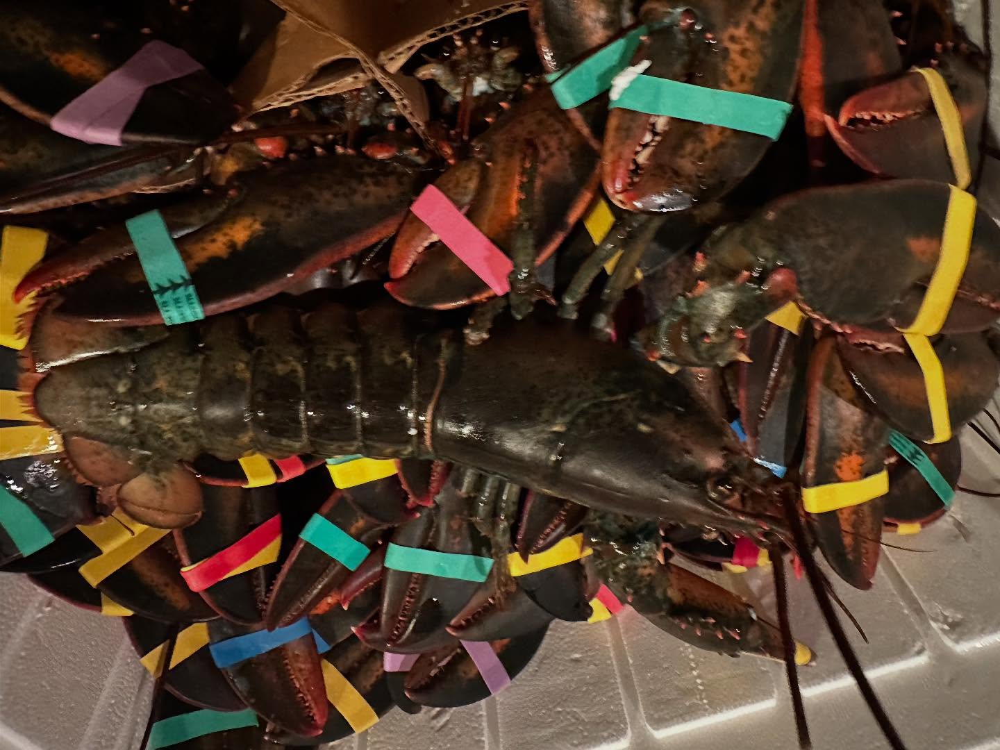 Live Maine lobsters, just arrived